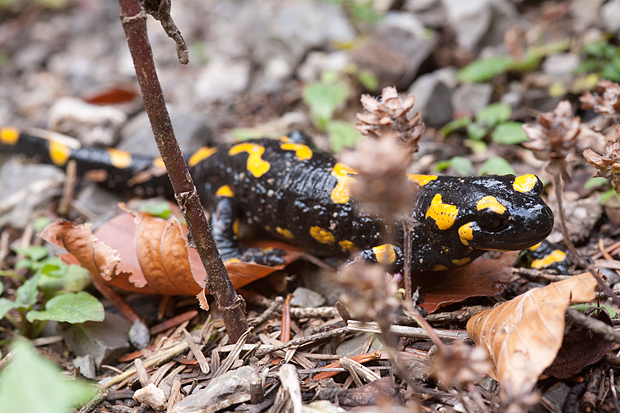 Lička jesen u znaku gljiva, Foto: Leo Banić