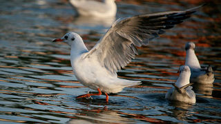 Moj galebe by Leo Banić
