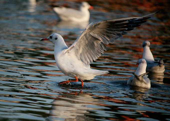 Moj galebe by Leo Banić