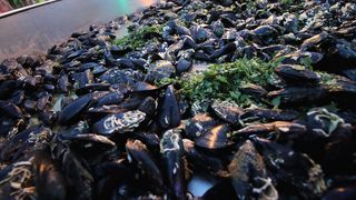 Gastro manifestacija “Bibinjski gušti” – druga večer Gastro manifestacija “Bibinjski gušti” – druga večer