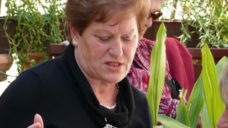 Crna ovca u Baški na otoku Krku Crna ovca u Baški na otoku Krku