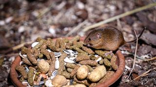 Stanari zagrebačkog Zoološkog vrta u zimskom razdoblju