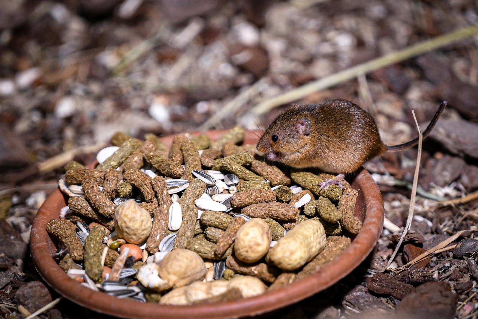 Stanari zagrebačkog Zoološkog vrta u zimskom razdoblju