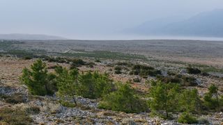 Image 1177867 (auto)