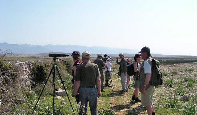 Promatranje ptica – Eurobirdwatch u Velikom Blatu na Pagu