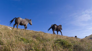Đir do Zavižana, sjeverni Velebit, foto: Leo Banić