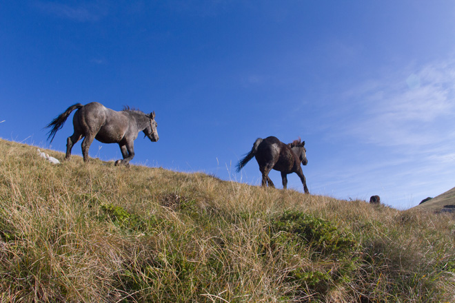 Đir do Zavižana, sjeverni Velebit, foto: Leo Banić