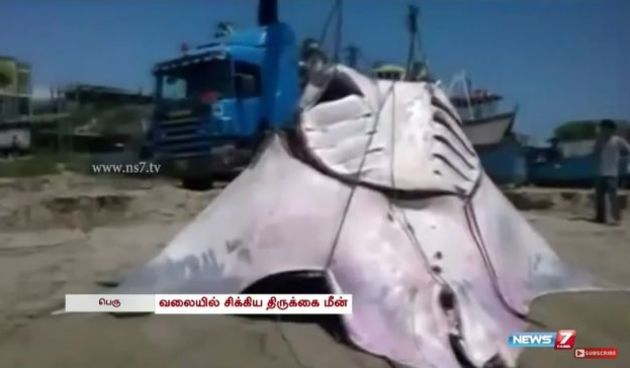 Raza, ulov, Screenshot: YouTube