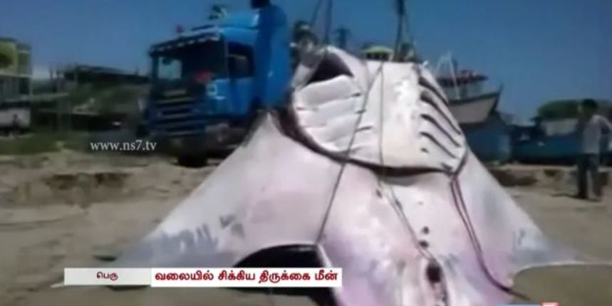 Raza, ulov, Screenshot: YouTube Raza, ulov, Screenshot: YouTube