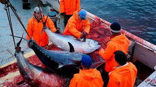 Zadar, 020112.
Tvrtka Kali Tuna bavi se izlovom i uzgojem tuna vec dugi niz godina.
Nakon uzgojnog ciklusa koji traje 30. mjesci slijedi izlov Tuna. Djelatnici Kali tune vrse izlov te ih prebacuju na drugi brod tvrtke iz Japana na kojem se vrsi daljnje pr Zadar, 020112.
Tvrtka Kali Tuna bavi se izlovom i uzgojem tuna vec dugi niz godina.
Nakon uzgojnog ciklusa koji traje 30. mjesci slijedi izlov Tuna. Djelatnici Kali tune vrse izlov te ih prebacuju na drugi brod tvrtke iz Japana na kojem se vrsi daljnje pr