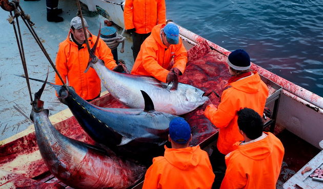Zadar, 020112.
Tvrtka Kali Tuna bavi se izlovom i uzgojem tuna vec dugi niz godina.
Nakon uzgojnog ciklusa koji traje 30. mjesci slijedi izlov Tuna. Djelatnici Kali tune vrse izlov te ih prebacuju na drugi brod tvrtke iz Japana na kojem se vrsi daljnje pr