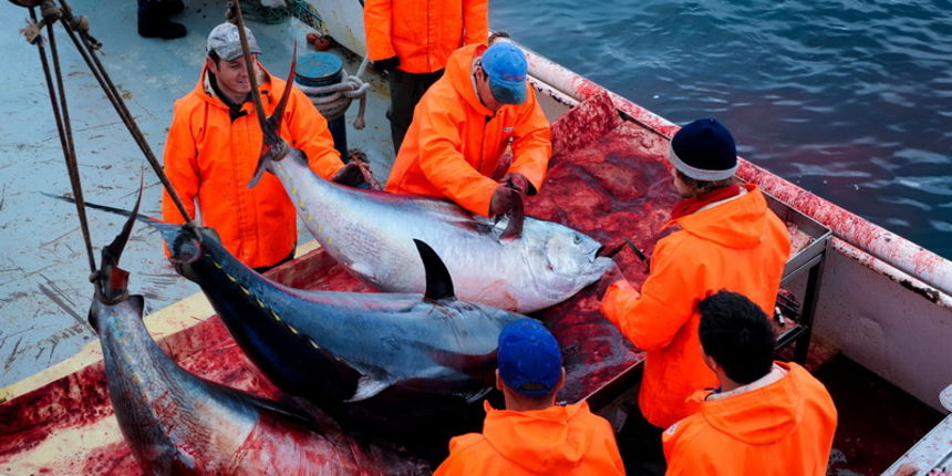 Zadar, 020112.
Tvrtka Kali Tuna bavi se izlovom i uzgojem tuna vec dugi niz godina.
Nakon uzgojnog ciklusa koji traje 30. mjesci slijedi izlov Tuna. Djelatnici Kali tune vrse izlov te ih prebacuju na drugi brod tvrtke iz Japana na kojem se vrsi daljnje pr Zadar, 020112.
Tvrtka Kali Tuna bavi se izlovom i uzgojem tuna vec dugi niz godina.
Nakon uzgojnog ciklusa koji traje 30. mjesci slijedi izlov Tuna. Djelatnici Kali tune vrse izlov te ih prebacuju na drugi brod tvrtke iz Japana na kojem se vrsi daljnje pr
