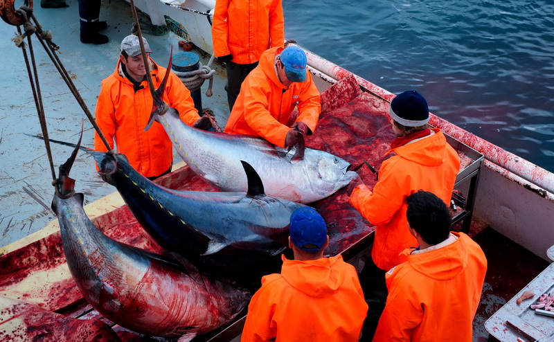 Zadar, 020112.
Tvrtka Kali Tuna bavi se izlovom i uzgojem tuna vec dugi niz godina.
Nakon uzgojnog ciklusa koji traje 30. mjesci slijedi izlov Tuna. Djelatnici Kali tune vrse izlov te ih prebacuju na drugi brod tvrtke iz Japana na kojem se vrsi daljnje pr Zadar, 020112.
Tvrtka Kali Tuna bavi se izlovom i uzgojem tuna vec dugi niz godina.
Nakon uzgojnog ciklusa koji traje 30. mjesci slijedi izlov Tuna. Djelatnici Kali tune vrse izlov te ih prebacuju na drugi brod tvrtke iz Japana na kojem se vrsi daljnje pr