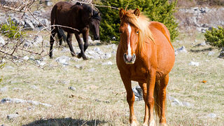 Divlji konji na Velebitu, foto: Leo Banić