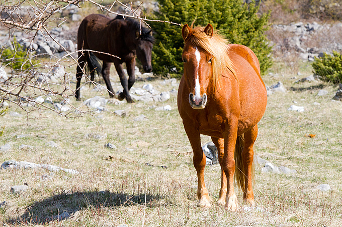 Divlji konji na Velebitu, foto: Leo Banić