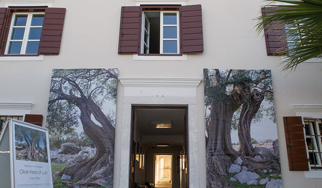 Lunjske samonikle divlje masline jedinstveni su prirodni fenomen