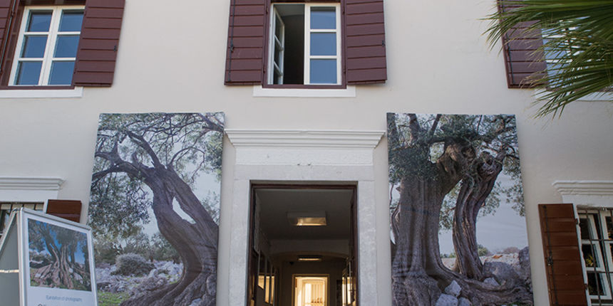 Lunjske samonikle divlje masline jedinstveni su prirodni fenomen Lunjske samonikle divlje masline jedinstveni su prirodni fenomen