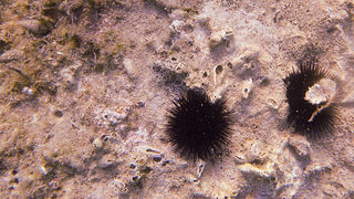 OLYMPUS DIGITAL CAMERA OLYMPUS DIGITAL CAMERA