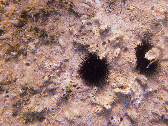 OLYMPUS DIGITAL CAMERA OLYMPUS DIGITAL CAMERA