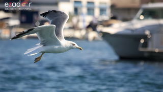 Murter: 22. regata Latinsko idro