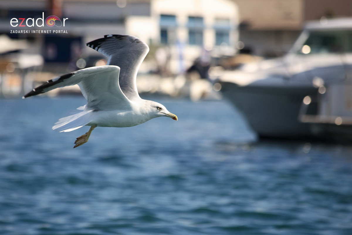 Murter: 22. regata Latinsko idro