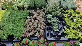 Sv. Filip i Jakov – 10. Dani cvijeća, 24. i 25. travnja 2010. (Foto: Vedran Penga)