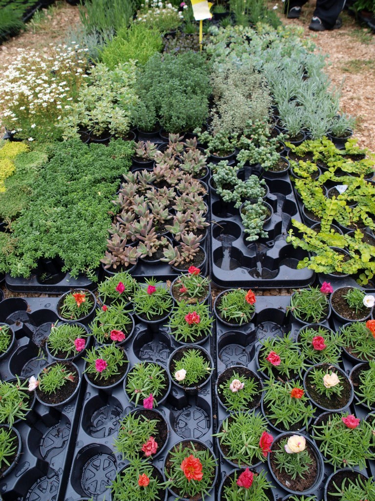 Sv. Filip i Jakov – 10. Dani cvijeća, 24. i 25. travnja 2010. (Foto: Vedran Penga)