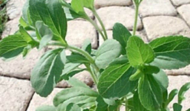 Stevija, foto: web.studenti