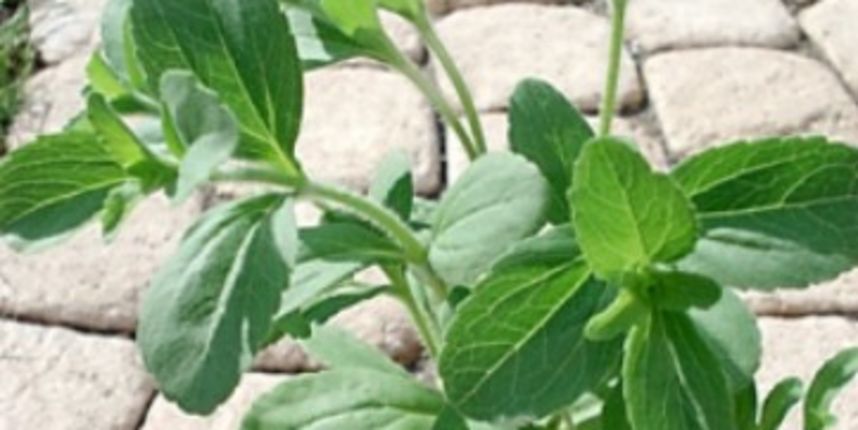 Stevija, foto: web.studenti Stevija, foto: web.studenti