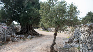 Berba maslina u Lunu, foto: V. Pesic