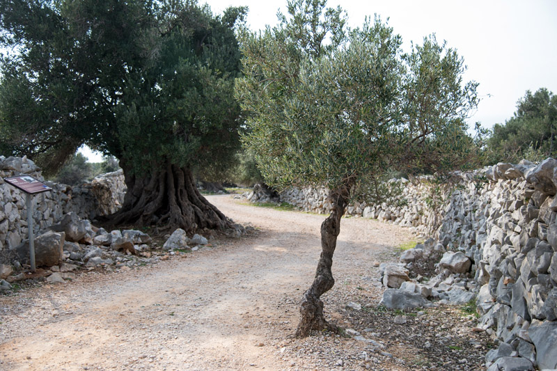 Berba maslina u Lunu, foto: V. Pesic