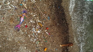 Mljet: Nasukana morska sirena Mljet: Nasukana morska sirena