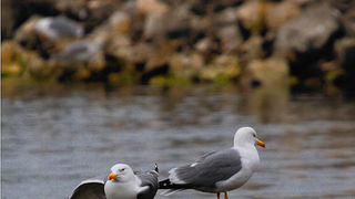 Moj galebe by Leo Banić