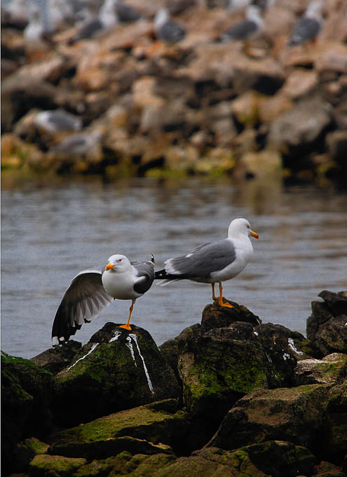 Moj galebe by Leo Banić