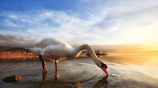 Prekrasni labuđi par u blizini crkvice Sv. Duha, Foto: Roberto Lerga Prekrasni labuđi par u blizini crkvice Sv. Duha, Foto: Roberto Lerga
