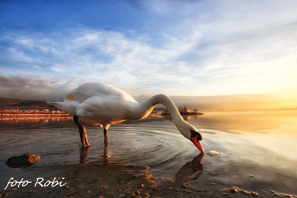 Prekrasni labuđi par u blizini crkvice Sv. Duha, Foto: Roberto Lerga Prekrasni labuđi par u blizini crkvice Sv. Duha, Foto: Roberto Lerga