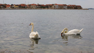 Labudovi u Bibinjama 6. svibnja 2013. Foto: Leo banić Labudovi u Bibinjama 6. svibnja 2013. Foto: Leo banić
