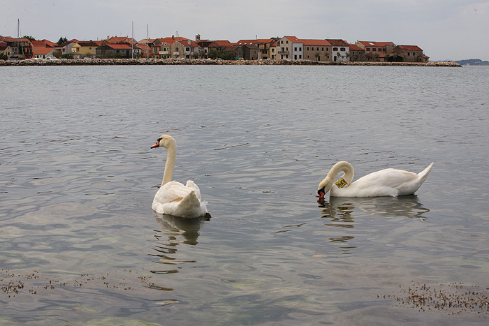 Labudovi u Bibinjama 6. svibnja 2013. Foto: Leo banić Labudovi u Bibinjama 6. svibnja 2013. Foto: Leo banić