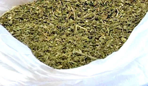 Marihuana 1 (Foto: Domagoj Zovko)