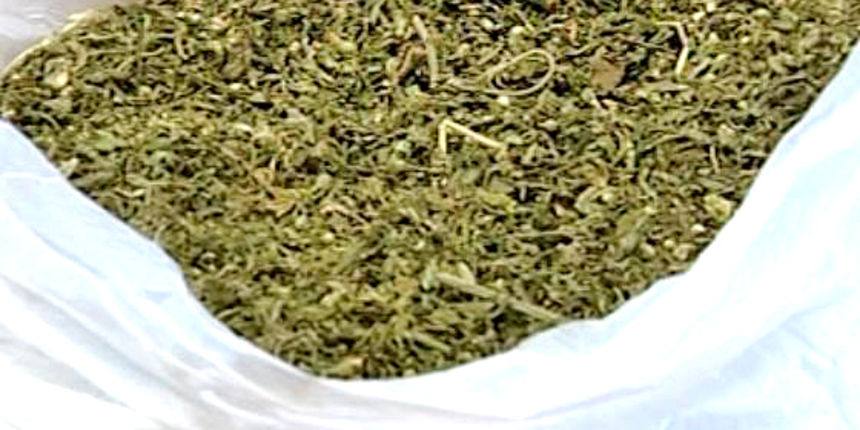 Marihuana 1 (Foto: Domagoj Zovko)