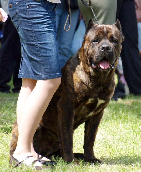Zadar: Medjunarodna izlozba pasa CACIB 1. svibnja 2010.