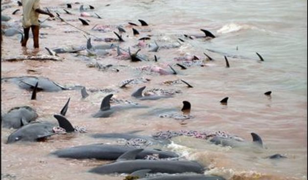 Mrtvi dupini (Foto: newsgd.com)