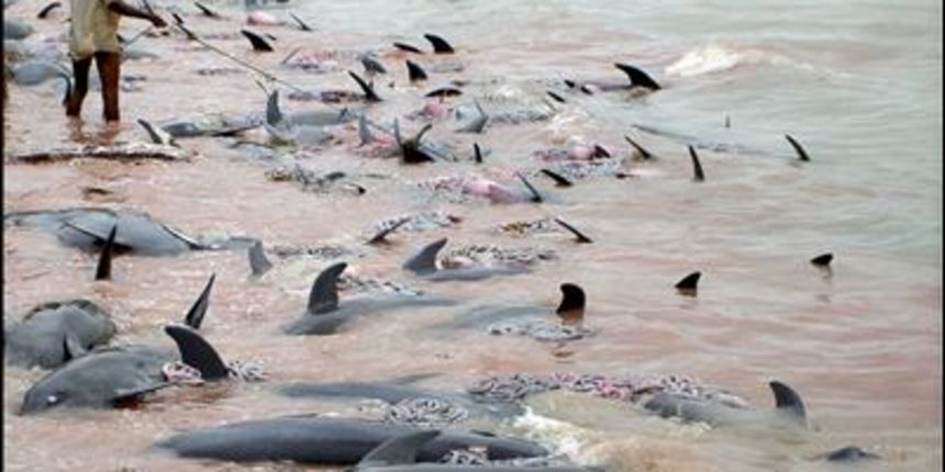 Mrtvi dupini (Foto: newsgd.com)