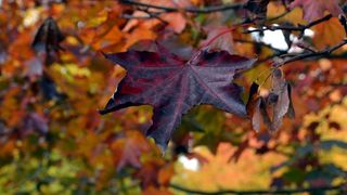 Prekrasne boje bjelovarske jeseni, Photo: Damir Špehar/PIXSELL