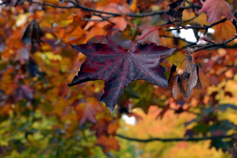 Prekrasne boje bjelovarske jeseni, Photo: Damir Špehar/PIXSELL