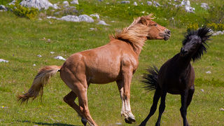 Divlji konji Velebita, foto: Leo Banic