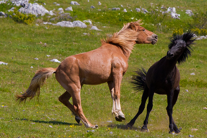 Divlji konji Velebita, foto: Leo Banic