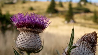 Nedjelja na Zavizanu