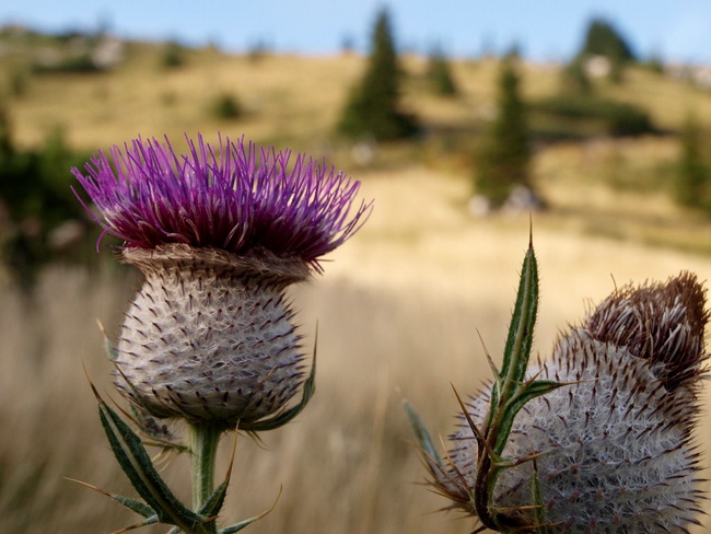 Nedjelja na Zavizanu