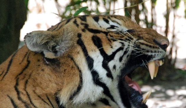 Tigar (Foto: tellicoimages.com)